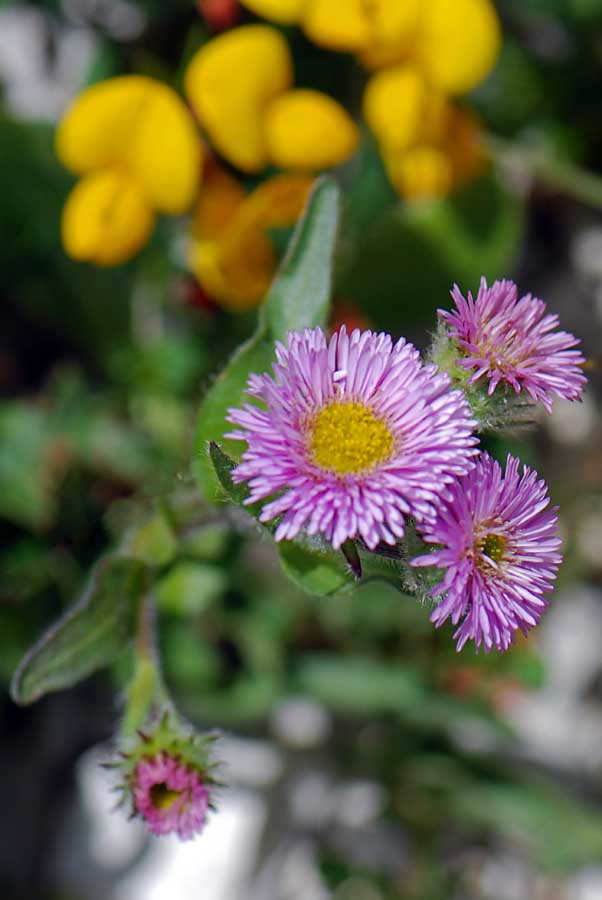 Lagazuoi fiore da id: Erigeron sp.